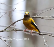 819A9826Evening_Grosbeak