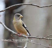 819A9842Evening_Grosbeak
