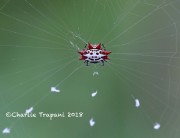 6S3A8519Spinybacked_Spider