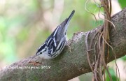 6S3A8534Black-and-white_Warbler
