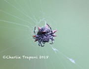 6S3A8548Spinybacked_Spider
