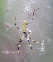 6S3A8567Banana_Spider