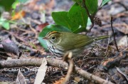 6S3A8581Ovenbird