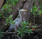 6S3A8594Great-Blue_Heron