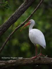 6S3A8596White_Ibis