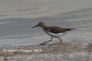 6S3A8621Spotted_Sandpiper