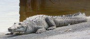 6S3A8622American_Crocodile