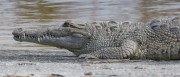 6S3A8629American_Crocodile