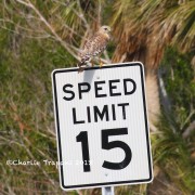 6S3A8636Red-shouldered_Hawk