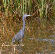 6S3A8641Little_Blue_Heron