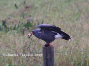 6S3A8664Snail_Kite_With_Snail