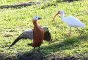 6S3A8678Ruddy_Shelduck