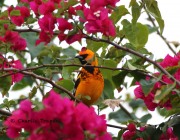 6S3A8932zspot-breasted_Oriole