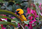6S3A8954Spot-breasted_Oriole