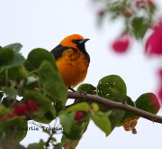 6S3A9069Spot-breasted_Oriole
