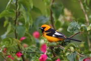 6S3A9079Spot-breasted_Oriole