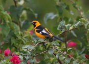 6S3A9084Spot-breasted_Oriole