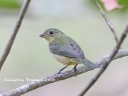 819A0015Painted_Bunting