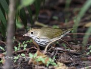 819A0034Ovenbird