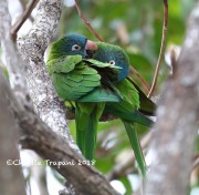 819A0056Blue-crowned_Parakeet