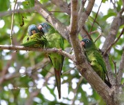 819A0085Blue-crowned_Parakeet