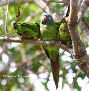819A0094Blue-crowned_Parakeet