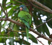 819A0116Blue-crowned_Parakeet