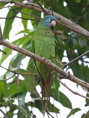 819A0160Blue-crowned_Parakeet