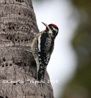819A0191Yellow-bellied_Sapsucker