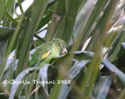 819A0257White-winged_Parakeet