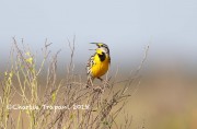 819A0325Eastern_Meadowlark