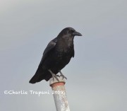 819A0329American_Crow