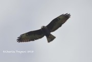 819A0354Short-tailed_Hawk_Dark_Morph