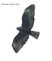 819A0387Short-tailed_Hawk_Dark_Morph copy