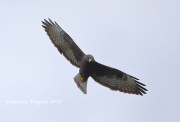 819A0403Short-tailed_Hawk_Dark_Morph