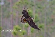 819A0441Bald_Eagle