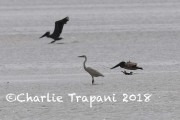 819A0478Great_Blue_Heron_White_Morph
