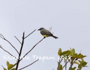 819A0525Tropical_Kingbird