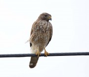819A0530Broad-winged_Hawk