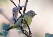 819A0562Orange-crowned_Warbler