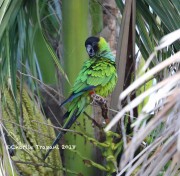 819A0595Nanday_Parakeet