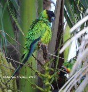 819A0597Nanday_Parakeet