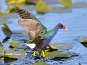 819A0659Purple_Gallinule
