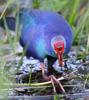 819A0698Gray-headed_Swamphen