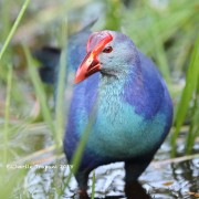 819A0702Gray-headed_Swamphen