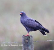 819A0743Snail_Kite copy