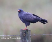 819A0745Snail_Kite_1 copy