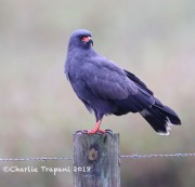 819A0753Snail_Kite copy