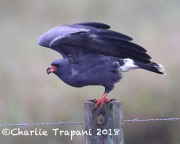 819A0757Snail_Kite copy