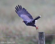 819A0758Snail_Kite copy